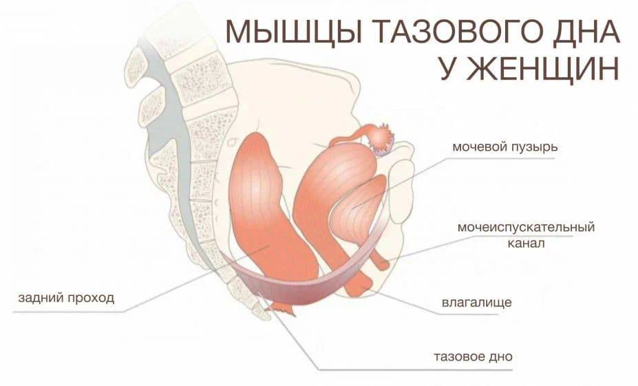 Мышцы тазового дна женщины, вид сбоку